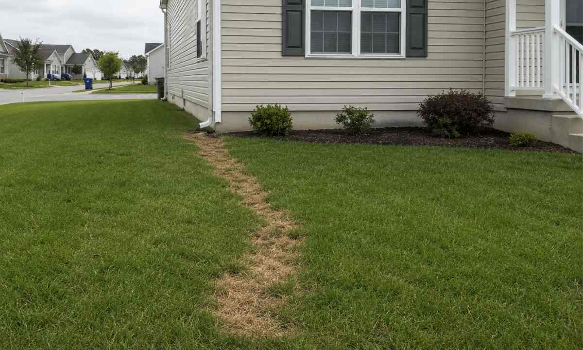Irregular patch of dead brown grass surrounded by healthy green lawn along a buried gas line path in a Delmarva Peninsula residential yard